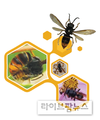 여왕벌 한 마리 잡으면 수백 마리 등검은말벌 잡는 효과