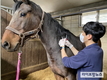 마사회, 상반기 전국 말 백신접종 시행