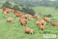 ‘초록 들판을 우(牛)∼ 달린다’ …한우 200마리 방목 시작