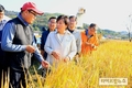 농식품부, 벼 작황과 쌀 수급 상황 등 점검