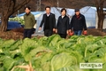 농식품부 “김장용 배추 도·소매 가격 평년 수준 안정”