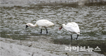 국가도시공원의 시작, 소래습지에서 답을 찾다