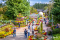 계양아라온 가을꽃 축제, 41만 명 방문 속 성황리 종료