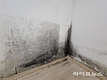 곰팡이코리아, 벽지 및 베란다·벽 결로 곰팡이 제거 진행