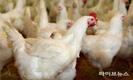 조류인플루엔자로 육계공급 비상…하림, 전사적 공급 확대 나선다